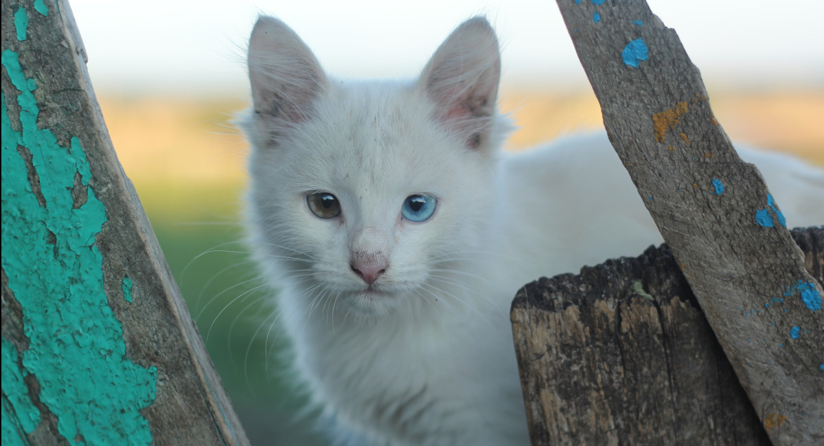 Heterochromie